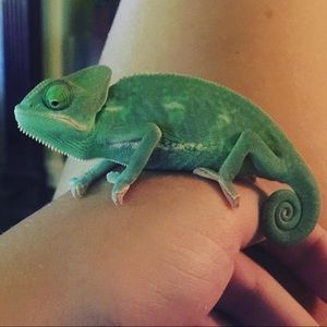 Meet your Posher, Hannah